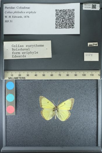 Media type: image;   Entomology 191556